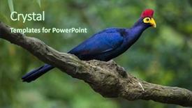  Presentation with lady - Theme having rosses - lady ross's turaco musophaga rossae background and a tawny brown colored foreground