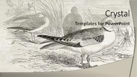  Presentation with vintage rose old paper - Amazing presentation having rosses - ross's gull old illustration rhodostethia backdrop and a  colored foreground