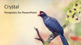  Presentation with red roses rose garden - Amazing slide deck having rosses - ross's turaco perching backdrop and a lemonade colored foreground