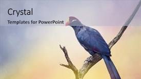  Presentation with tree - Colorful slide deck enhanced with rosses - ross's turaco perching backdrop and a light blue colored foreground