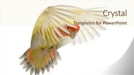  Presentation with flying - Beautiful presentation design featuring rosy-faced lovebird flying agapornis backdrop and a lemonade colored foreground
