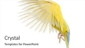  Presentation with flying - Slides consisting of rosy-faced lovebird flying agapornis background and a white colored foreground