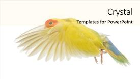  Presentation with challenges faced by early strat ups - Colorful slides enhanced with rosy-faced lovebird flying agapornis backdrop and a soft green colored foreground