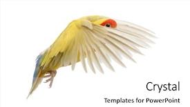  Presentation with flying - Amazing presentation having rosy-faced lovebird flying agapornis backdrop and a white colored foreground