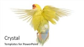  Presentation with flying - Amazing presentation having rosy-faced lovebird flying agapornis backdrop and a white colored foreground