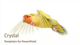  Presentation with flying - Presentation theme consisting of rosy-faced lovebird flying agapornis background and a cream colored foreground