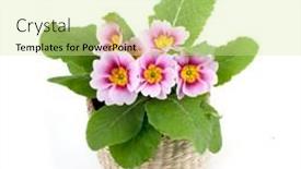  Presentation with pink white - Amazing theme having rosy-primrose-pink-flower-isolated backdrop and a soft green colored foreground