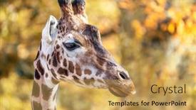 Presentation with autumn - PPT layouts enhanced with rothschild-giraffe-giraffa-camelopardalis-rothschildi background and a yellow colored foreground