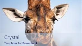  Presentation with thin blue line police symbol - PPT theme having rothschild-giraffe-giraffa-camelopardalis-rothschildi background and a sky blue colored foreground