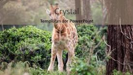  Presentation with kenya - Slides consisting of rothschild-giraffe-giraffa-camelopardalis-rothschildi background and a coral colored foreground