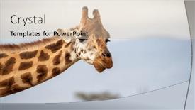  Presentation with kenya - Cool new slide deck with giraffe giraffa camelopardalis rothschildi closeup backdrop and a soft green colored foreground