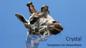  Presentation with animal - Beautiful slides featuring rothschild's giraffe giraffa camelopardalis backdrop and a teal colored foreground