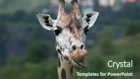  Presentation with wildlife - Presentation theme enhanced with rothschild's giraffe giraffa camelopardalis background and a tawny brown colored foreground