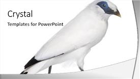  Presentation with octopus on isolated white - Slide deck consisting of rothschild's swift - cypseloides rothschildi - isolated on white background and a white colored foreground