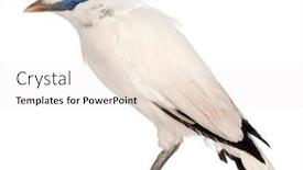  Presentation with old fashioned black and white - Amazing PPT theme having rothschild-s-swift-cypseloides-rothschildi backdrop and a sky blue colored foreground