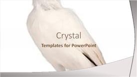  Presentation with old fashioned black and white - Beautiful slide deck featuring rothschild-s-swift-cypseloides-rothschildi backdrop and a cream colored foreground