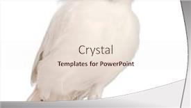  Presentation with black and white old phone - Colorful slide set enhanced with rothschild-s-swift-cypseloides-rothschildi backdrop and a lemonade colored foreground