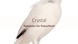  Presentation with old - Slide deck having rothschild-s-swift-cypseloides-rothschildi background and a lemonade colored foreground