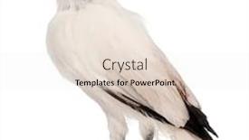  Presentation with black and white old phone - Audience pleasing PPT theme consisting of rothschild-s-swift-cypseloides-rothschildi backdrop and a sky blue colored foreground