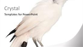  Presentation with old - Slide set featuring rothschild-s-swift-cypseloides-rothschildi background and a white colored foreground