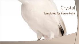  Presentation with old photographs black and white - Cool new slides with rothschild-s-swift-cypseloides-rothschildi backdrop and a cream colored foreground