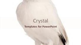  Presentation with old - Theme enhanced with rothschild-s-swift-cypseloides-rothschildi background and a lemonade colored foreground