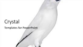  Presentation with brown sugar isolated on white - Colorful slide deck enhanced with rothschild's swift - cypseloides rothschildi backdrop and a white colored foreground