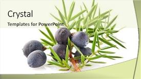  Presentation with fall leaves border white - PPT theme consisting of roti - juniper with leaves oj background and a soft green colored foreground