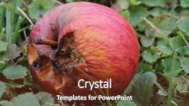  Presentation with ants - Beautiful PPT theme featuring rotten apple on the gronud backdrop and a  colored foreground