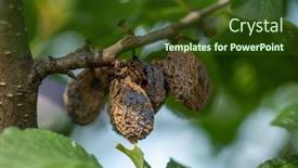  Presentation with fruit tree - Presentation theme having rotten-mummified-plums background and a tawny brown colored foreground