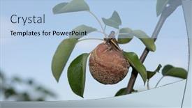 Presentation with fruit tree - PPT theme having rotten-pear-on-branch background and a light blue colored foreground