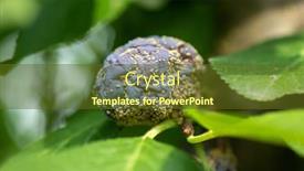  Presentation with fruit tree - Beautiful presentation theme featuring rotten-plum-on-the-fruit backdrop and a tawny brown colored foreground