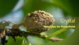  Presentation with plant disease - Presentation with rotten-plum-on-the-fruit background and a tawny brown colored foreground