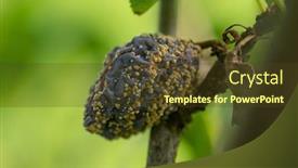  Presentation with fruit tree - Colorful presentation theme enhanced with rotten-plum-on-the-fruit backdrop and a tawny brown colored foreground
