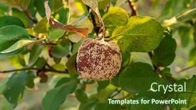  Presentation with fruit tree - PPT layouts enhanced with rotten-quince-apple background and a tawny brown colored foreground