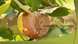  Presentation with fruit tree - PPT theme consisting of rotten-quince-apple background and a gold colored foreground