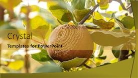  Presentation with fruit tree - Beautiful PPT layouts featuring rotten-quince-apple backdrop and a gold colored foreground