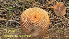  Presentation with plant disease - Slide deck with rotten-quince-apple background and a tawny brown colored foreground