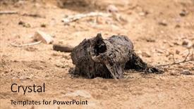  Presentation with larvae - Slide deck having rotting animal carcass in kruger background and a coral colored foreground