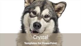  Presentation with husky - Slide set with rottweiler - close-up of a husky background and a coral colored foreground