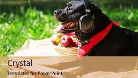  Presentation with dog park animal jack - Slide set featuring rottweiler - cute dog in summer park background and a  colored foreground