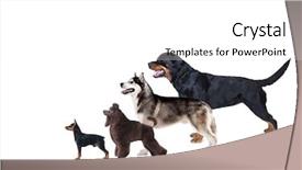  Presentation with exhibition - Cool new theme with rottweiler - group of dogs backdrop and a white colored foreground