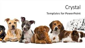  Presentation with group of companies - Presentation design enhanced with rottweiler - group of puppies lying background and a white colored foreground
