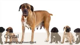  Presentation with cane - PPT layouts featuring rottweiler - mother and 7 puppies background and a lemonade colored foreground