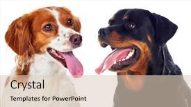  Presentation with sad dog abandoned dogs - Amazing presentation theme having rottweiler - two beautiful dogs isolated backdrop and a lemonade colored foreground