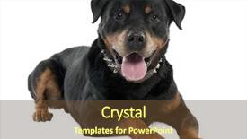  Presentation with white - Beautiful presentation featuring rottweiler 12 months in front backdrop and a  colored foreground