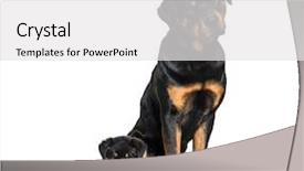  Presentation with old - Audience pleasing presentation theme consisting of rottweiler 18 months old backdrop and a white colored foreground