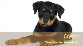  Presentation with deutsche deutsch rottweiler guard dog - Presentation theme with rottweiler 3 months in front background and a tawny brown colored foreground