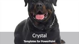  Presentation with 4 years old children and doctor - Cool new presentation with rottweiler 3 years old backdrop and a dark gray colored foreground