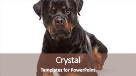  Presentation with deutsche deutsch rottweiler guard dog - Amazing slide deck having rottweiler dog 2 years old backdrop and a tawny brown colored foreground